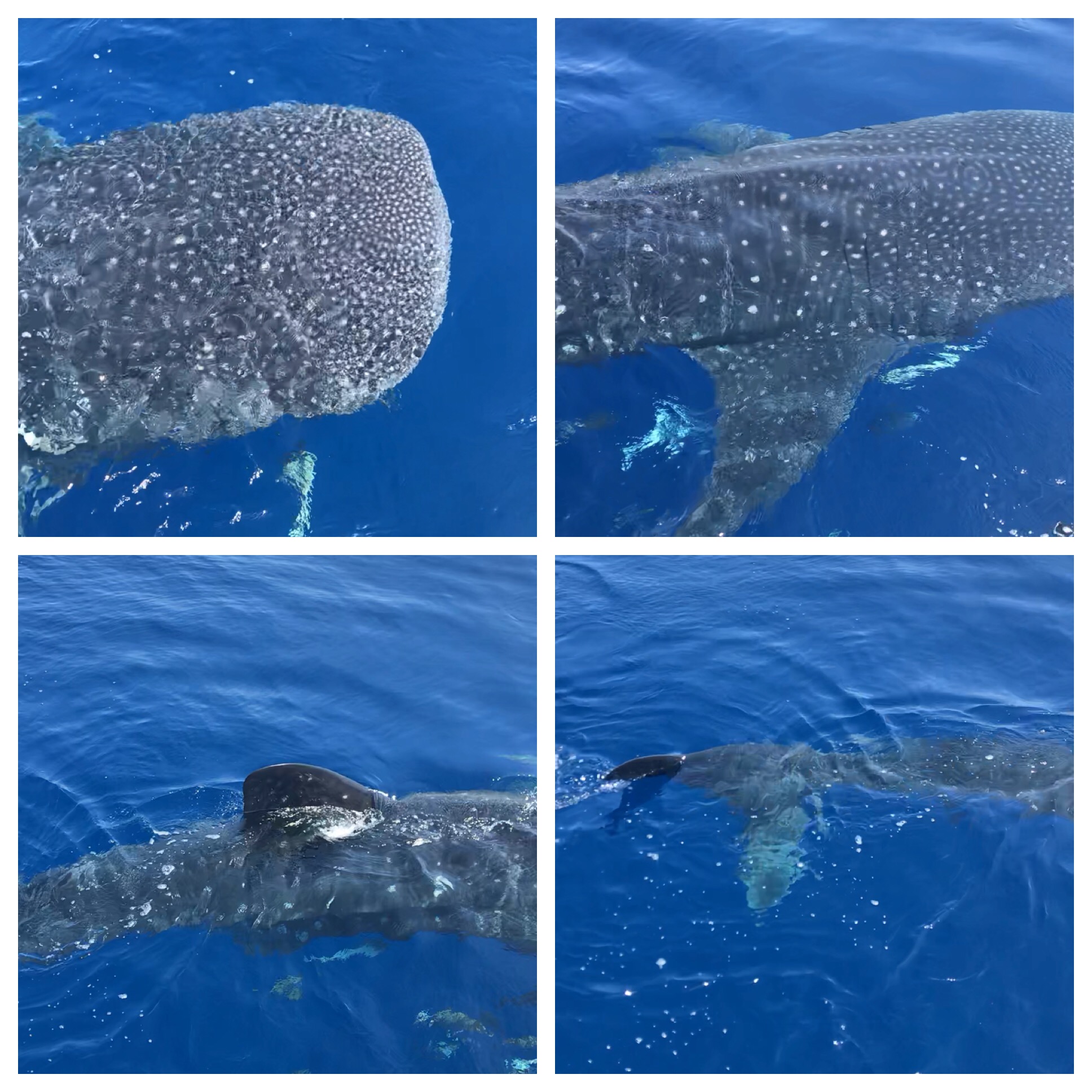 A WHALEshark of a Day!!