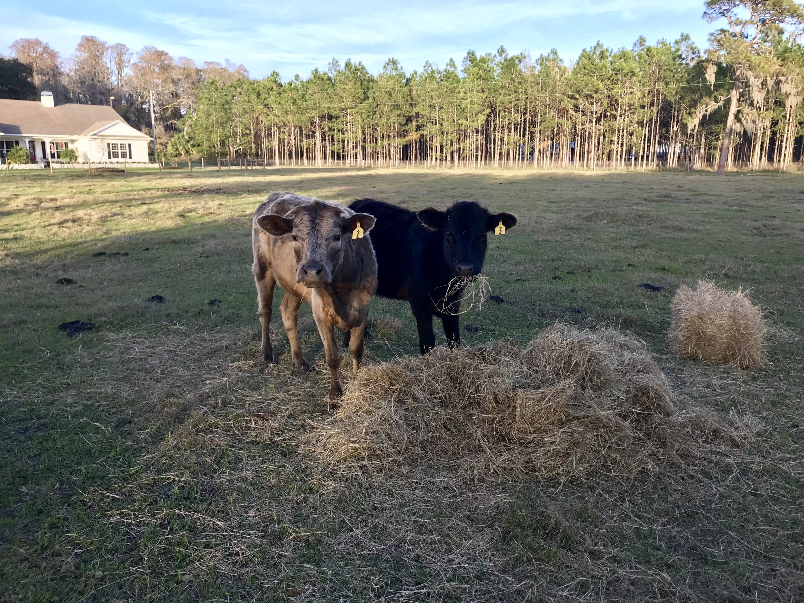 Motivational Monday:  “Hay”, y’all…taste and see.