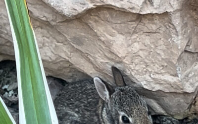 A flying scroll, a woman in a basket, and me chasing rabbits…?