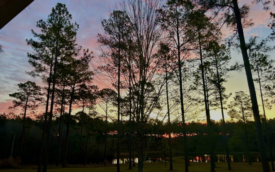 A Morning Encounter: Embracing the Beauty of Creation