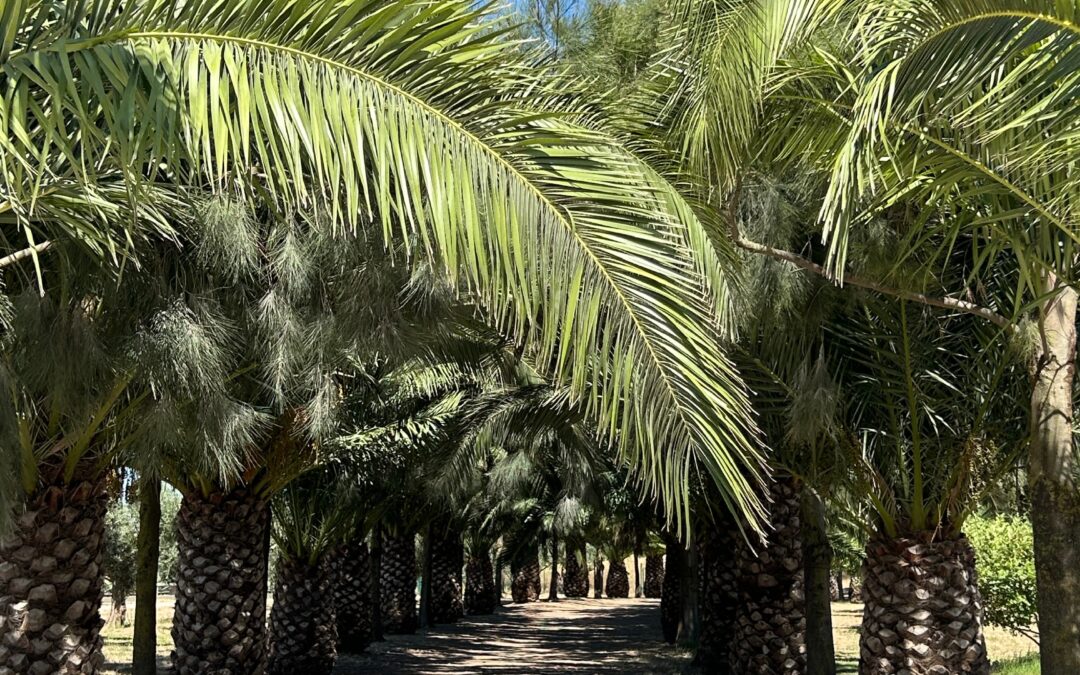 Reflecting on the Journey: A Walk Through Holy Week