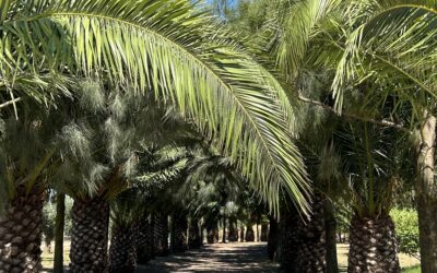 Reflecting on the Journey: A Walk Through Holy Week