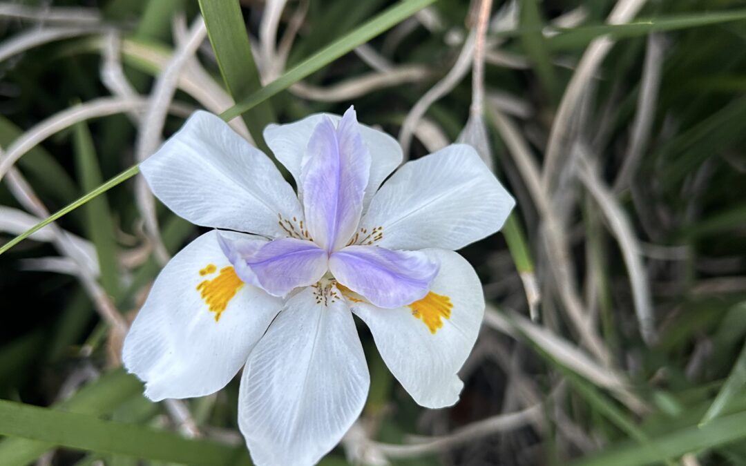 From Barren to Blossom: A Reminder of God’s Renewing Hope